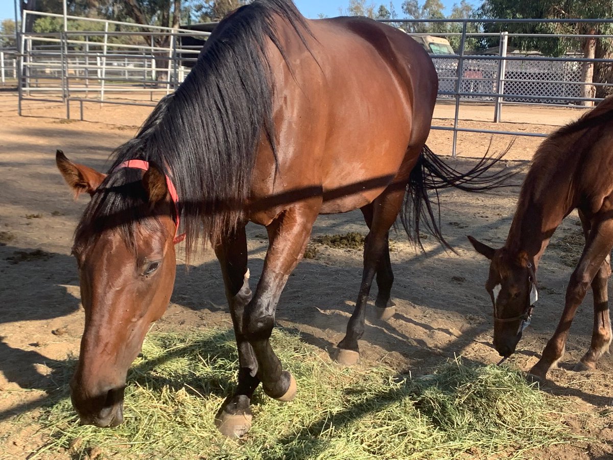 tbred_group's tweet photo. We inherited mares in foal - to Stay Thirsty, Texas Rhyno, and Ministers Wild Cat - they’re available as we don’t breed - contact us if you’re interested #teambluechip #horseracing https://t.co/4w3kUqYU4Q