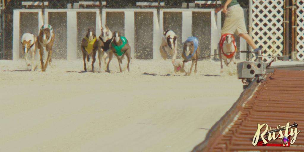 #DidYouKnow?

Greyhounds were brought to the United States in the 1800s to control pesky jackrabbits out for Midwesterners crops.