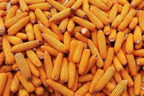 E4CropIntel's tweet photo. Due to the planting delay, corn prices are expected to increase significantly. Read more » https://t.co/sueJw2XJbO https://t.co/pTiim1uCO8