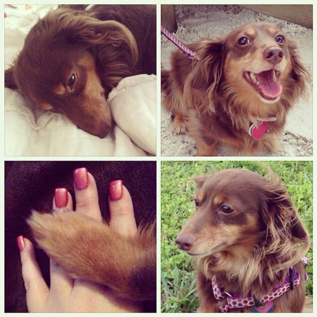 Liz But Festive On Twitter My Constant Companion I