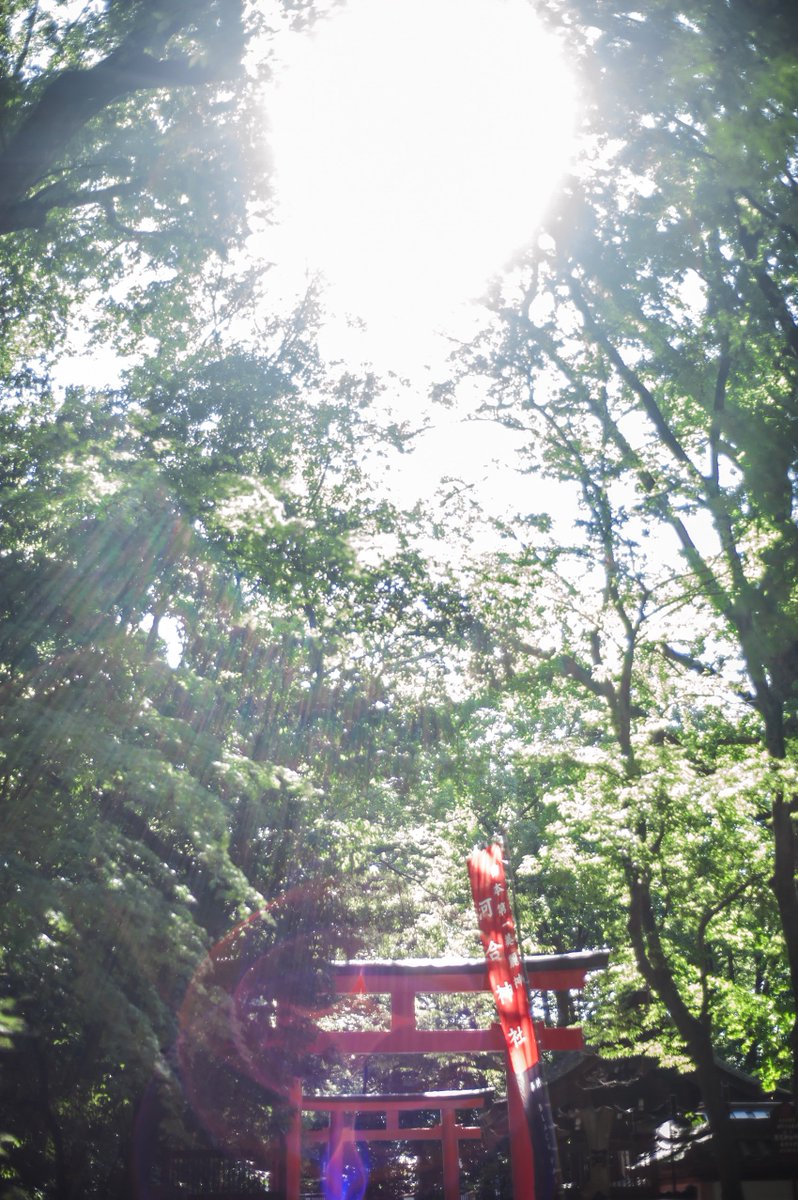 ট ইট র Mihako コスプレ注意 有頂天家族 下鴨矢二郎 小歐下鴨矢三郎 鮑比カメラ Mihako 森見登美彥 下鴨神社