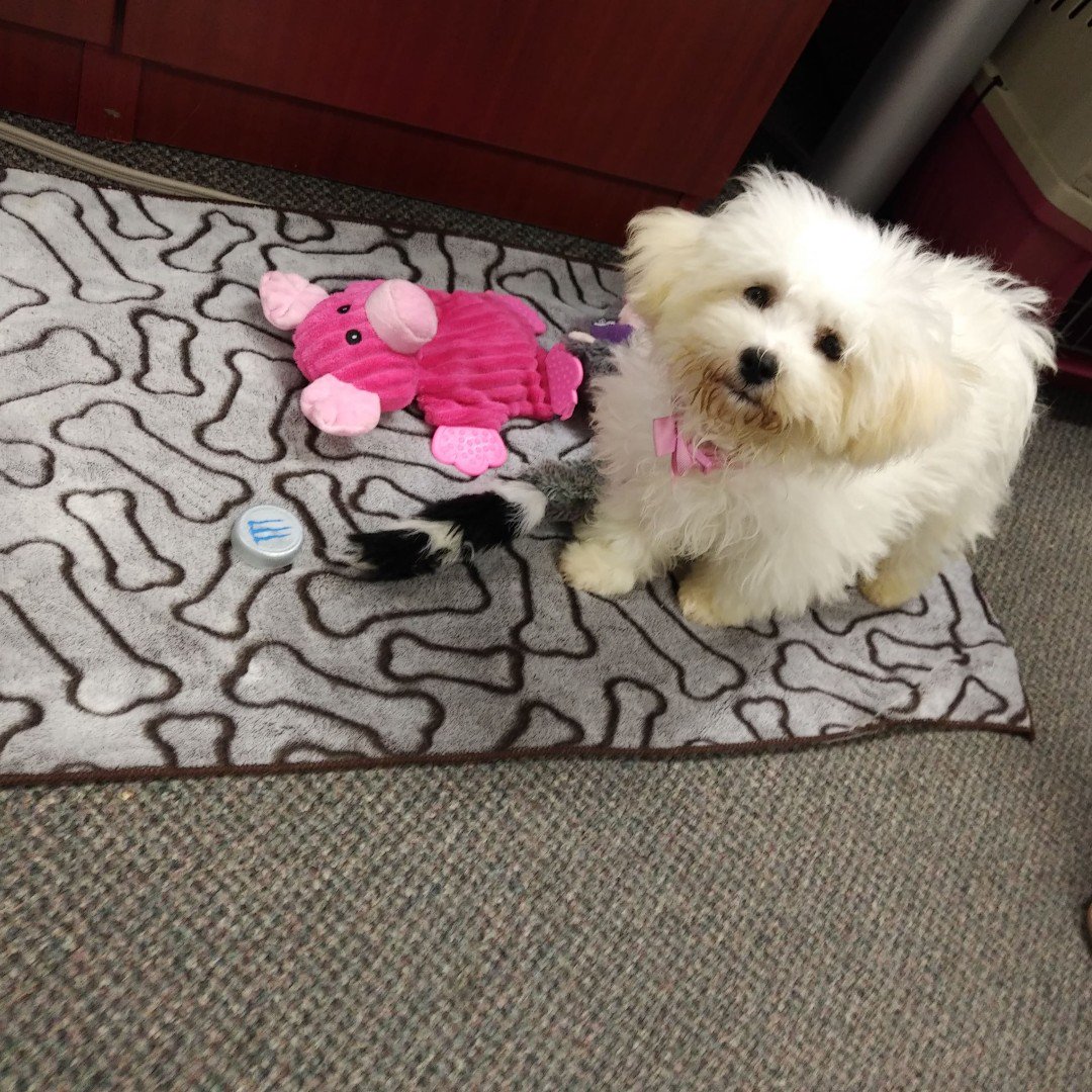 DKIConTech's tweet photo. Con-Tech DKI is excited to welcome a new member, Mia the puppy! πΆ
#ConTechDKI #DKI #FirstDay #Puppy https://t.co/fJyzcmwfTU