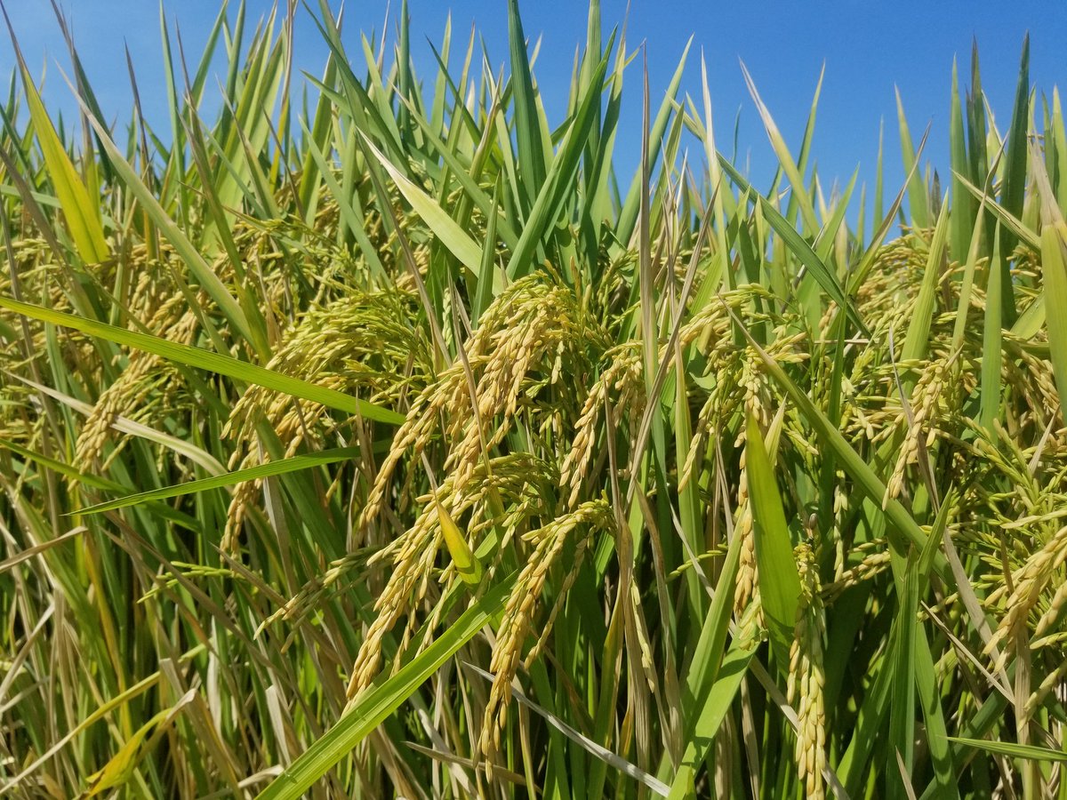 DebbieAint's tweet photo. ARoma 17 is almost ready to harvest. Beautiful. My thanks to the hard working men on the Foundation Seed crew! #eatmorerice #ArkansasRice @BobScottWeedDr @SlatonNathan https://t.co/ExRCxIwb0f