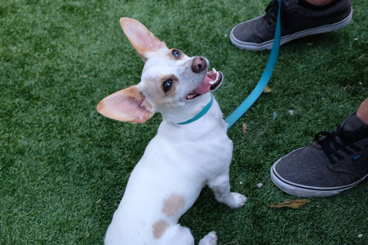 onetailatatime's tweet photo. Smol dogs = big fun. Join us for the 4th annual #TinyDog500! Get your tickets now for our most ridiculous event of the year: https://t.co/RBqUtp6oRO https://t.co/mrAiyogpC2