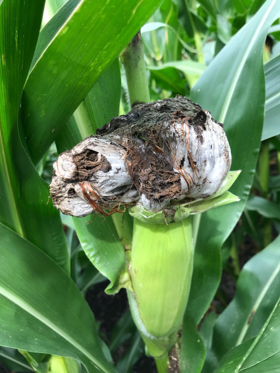Finding more smut than usual in places during yield checks. Not disastrous amounts but noticeably more than normal.