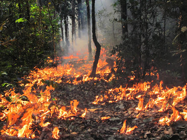 MGH's tweet photo. When Notre Dame was on fire, media all around the world covered every moment of it within hours &amp; billionaires rushed to help. Right now the Amazon is burning and has been for 3 weeks, no media coverage until today. No billionaires. It's the lungs of our planet! 😔 https://t.co/04yEWcsVmP