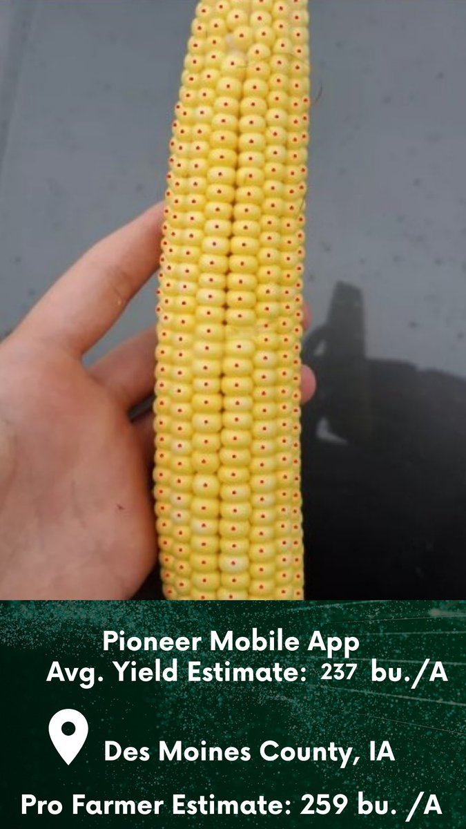 PioneerSeeds's tweet photo. More estimates from the #PFTour19 🌽 as @KristiGoedken12 and @ArickaRoberson make their way through Iowa! https://t.co/AkQeXJ1I15