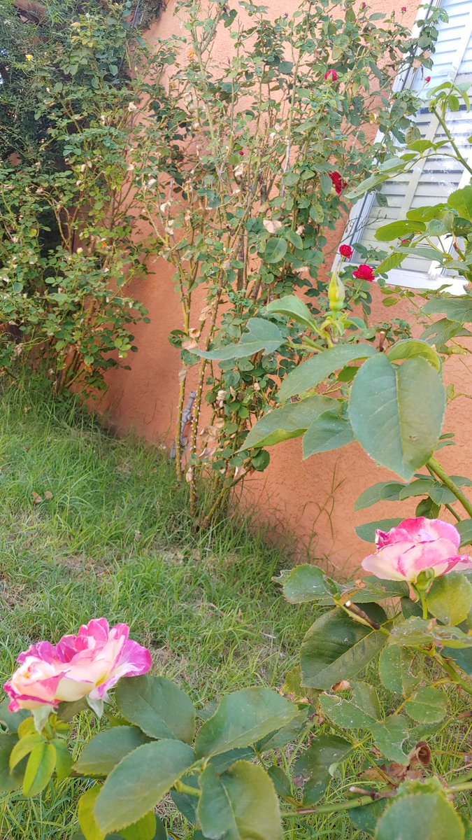 yoTamatoa's tweet photo. Its great to have roses in the backyard again, has made the wife one happy little pregnant lady https://t.co/5BerNmqJxu