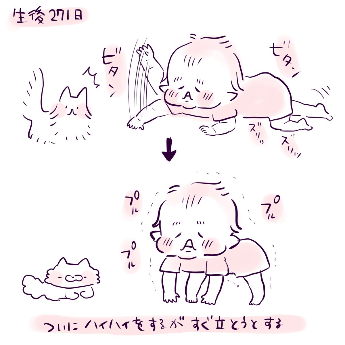 今日のムスコスです 