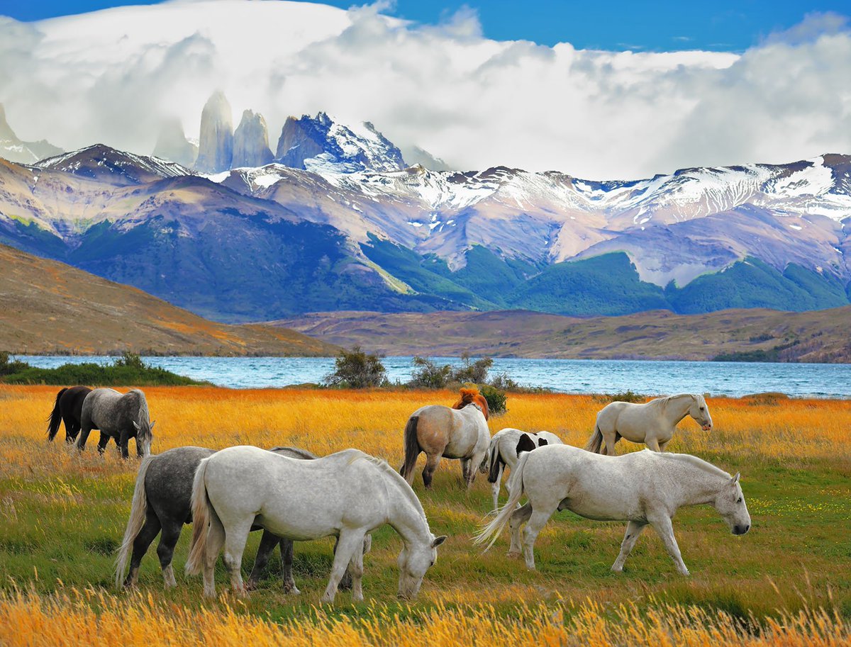 ClassicJrneys's tweet image. The #TorresDelPaine National Park, in Chile's Patagonia region, is known for its soaring mountains, bright blue icebergs, golden pampas (grasslands) and the three granite horn-shaped peaks from which the park takes its name. 🏔 bit.ly/2CH7vFp
