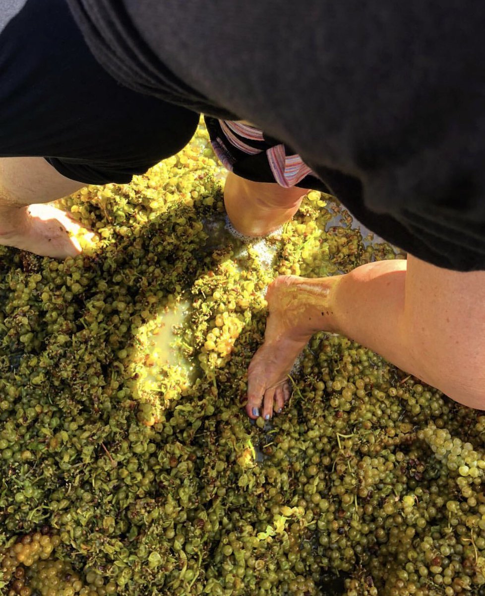 bookdirect's tweet photo. RT @ParadisRetreats: It’s time for the Solvang Stomp hosted by Solvang Conference & Visitors Bureau! This festival on Oct 19 will host the traditional grape stomp & wine to try! For accommodations, visit https://t.co/Izy2DyoMIk
#SolvangStomp #SeeSB #Vac… https://t.co/JGgNq40PZy