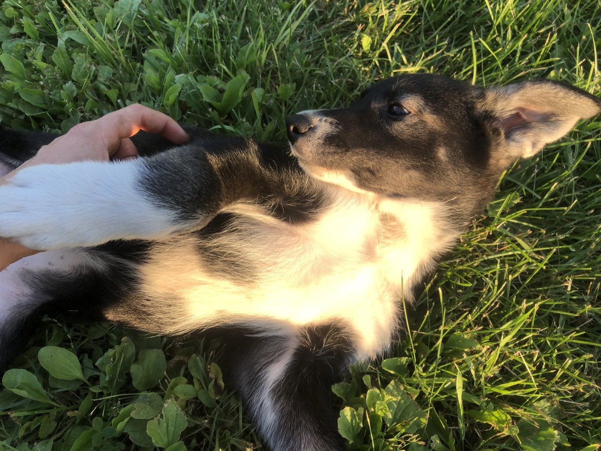 Yesterday was a big day. It was time for the youngest dog on our team to meet the oldest dogs on our team.