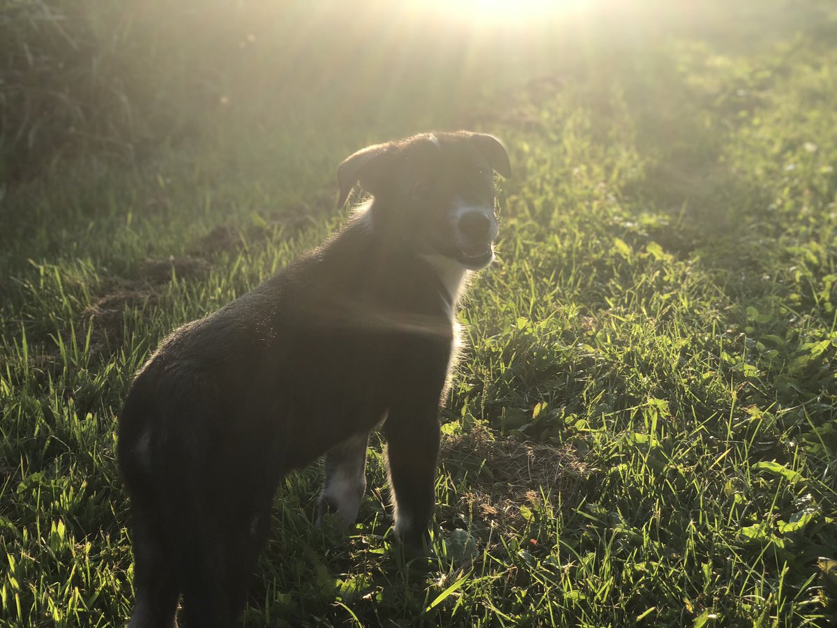 Puppy has seen the retirement garden from a distance, but she’s never been up close. She follows me around, though, so I walked over to the garden to see if she’d come. She followed me, then froze—she had sensed something in the tall grass.