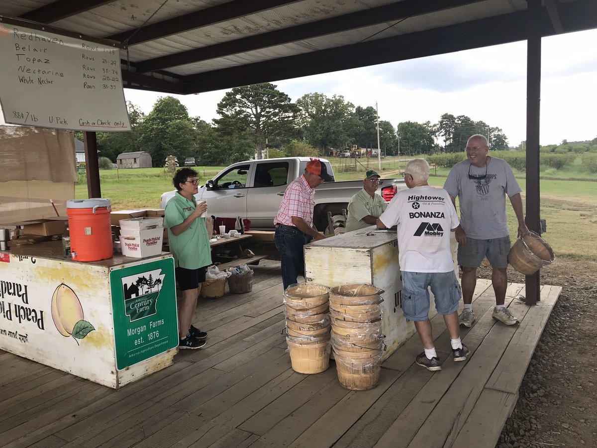 ArFB's tweet photo. Mark Morgan of Peach Pickin’ Paradise in Lamar says the pickin’ is “all done” for this year. He had 65 trees of a late-season heirloom peach called Indian Red. A line of peach lovers formed at the orchard gate this morning and picked those trees clean. @treeripepeach #Peaches https://t.co/3ps2JAlnq6