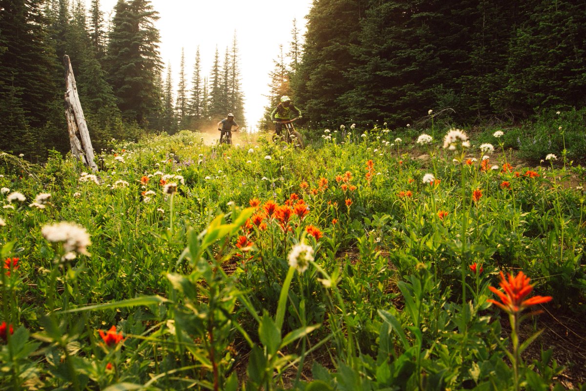 SilverStar Bike Park tweet media