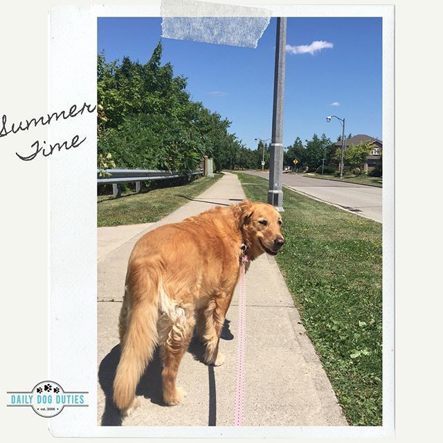 DailyDogDuties's tweet photo. Blue sky and sunshine ☀️🙌
.
.
.
#summertime #dogwalk #burlingtondogwalker #oakvilledogwalker #goldenretriever  #happydog #smile #hiring #mustlovedogs https://t.co/Cfe5tiLPvX