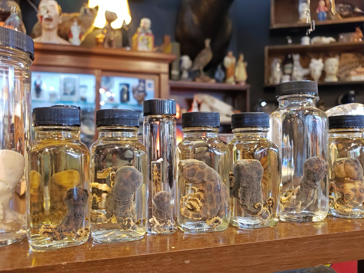 RustBeltMarket's tweet image. Painted Lady Trashions creepy collection of all things odd isn't for everyone but if you're into that kind of thing it's a really magical place.  Come see what's in her jars the next time you are in Ferndale. #shoprustbelt #rustbeltmarket #shoplocalmichigan