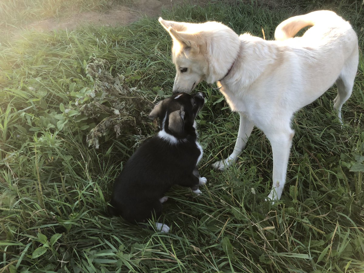 Refried needed to sniff puppy very much. Puppy wasn’t sure what was going on so she just sat there.