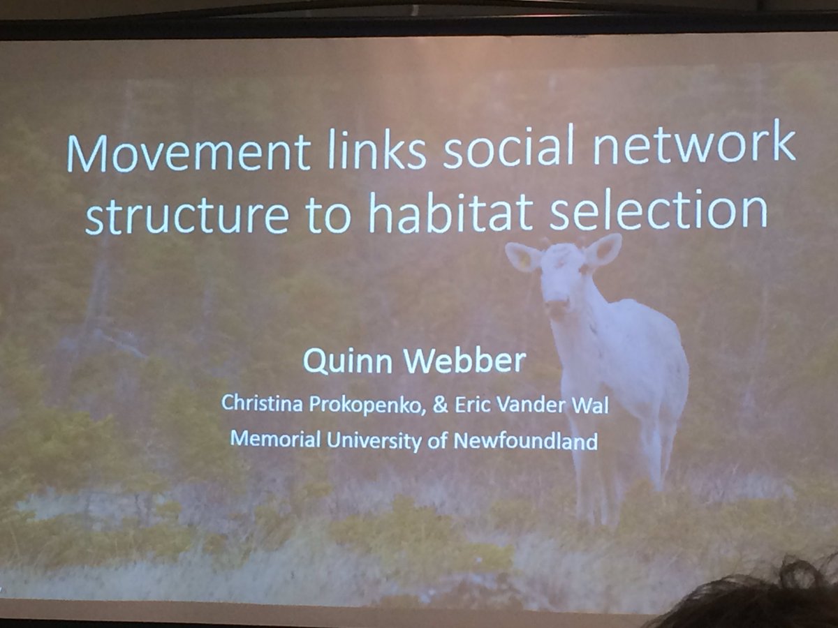 Great work by @webber_quinn on the social networks and movement of caribou #CSEE2019 #EcoEvoEnto2019