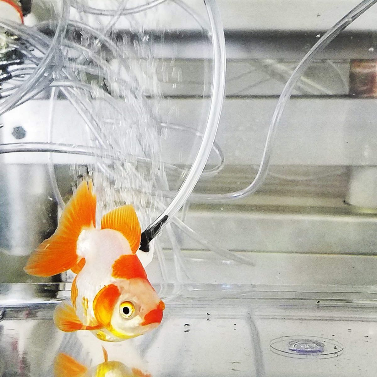 RickyRanchu's tweet photo. "Far and away the best prize that life offers is the chance to work hard at work worth doing." - Thomas Jefferson #ryukin #goldfishofinstagram #goldfishjunkie #goldfishkeepers #goldfishunion #goldfishpond #goldfishkeeping #goldfishtank #goldfish #staygold #fancygoldfish https://t.co/CLRoz43gti