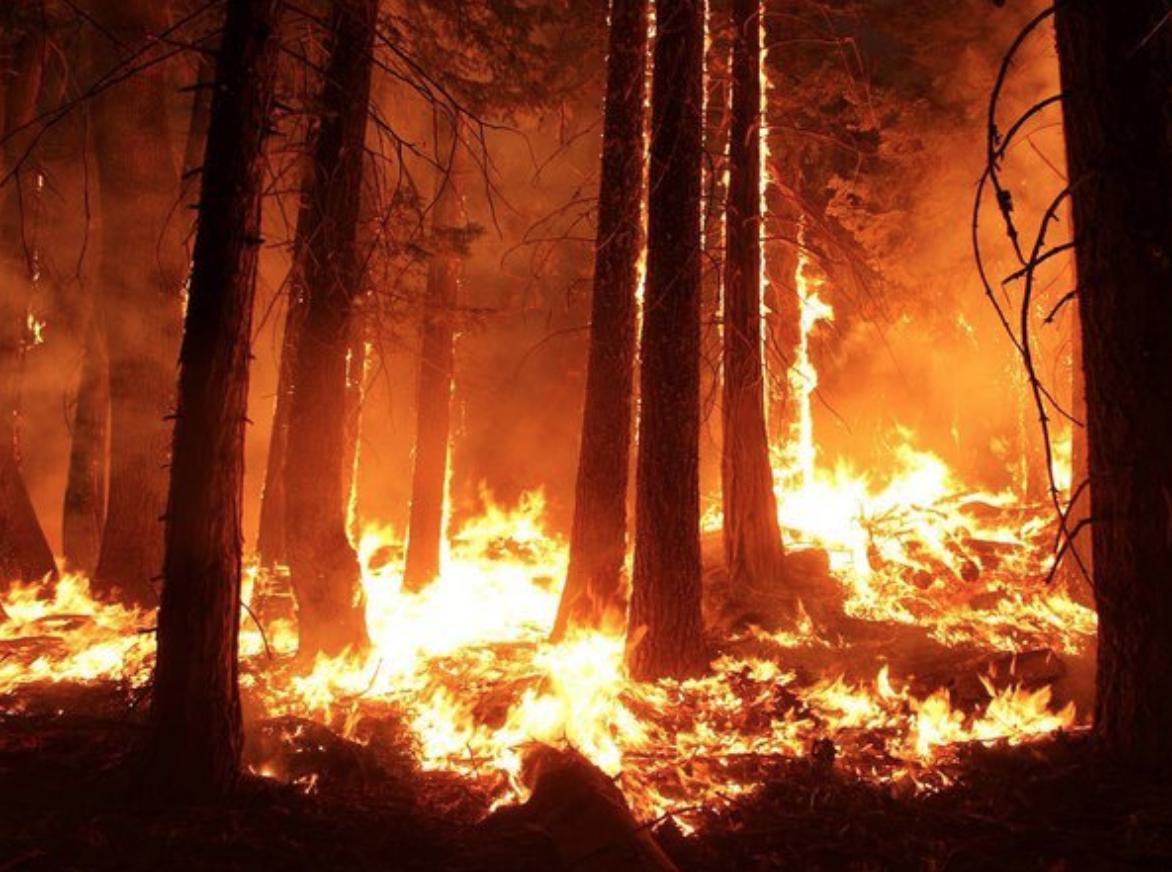thefirelyfe's tweet photo. We’re all about the fire burning - but not when it’s the Amazon Rainforest. 3 weeks later and our Worlds largest Rainforest is still on fire. 
.
Spread the word we need more action! Respect🌍🔥💨

#amazonrainforest #savetherainforest #firelyfe #respectearth #prayforamazonas https://t.co/DKze2OaL46