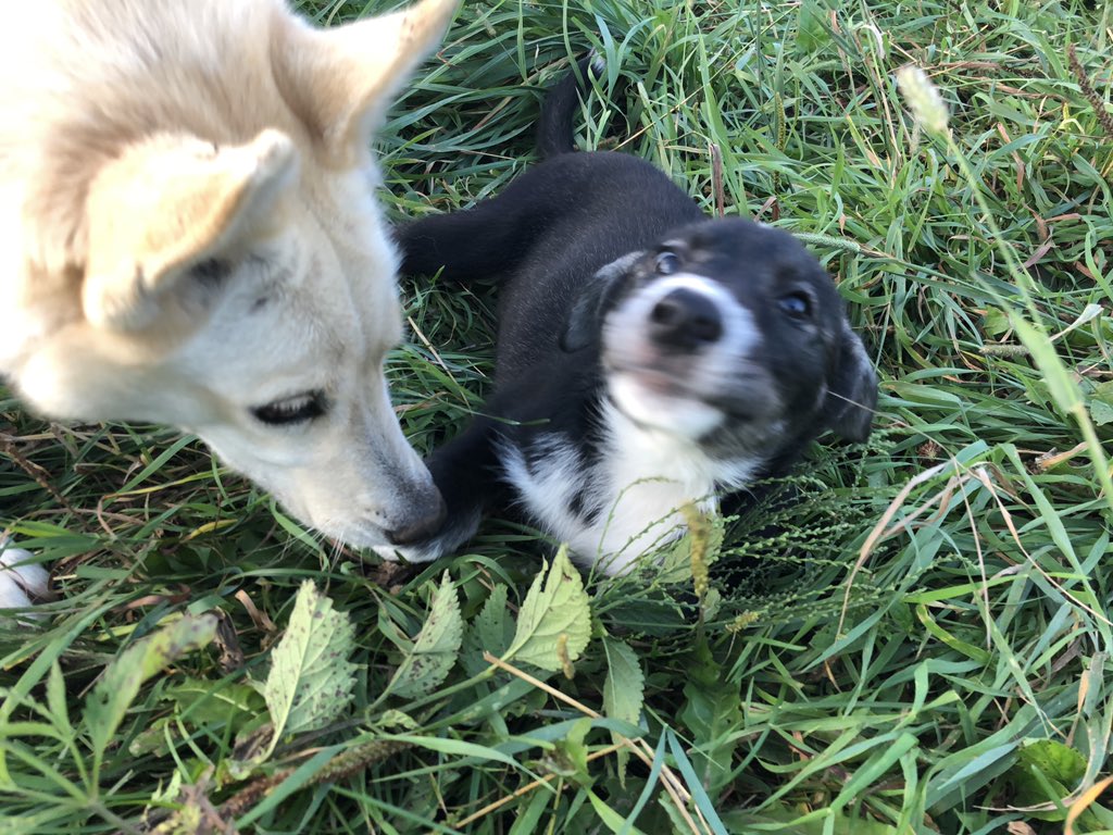 She touched Refried on the nose. Refried bounced away. And then puppy understood: