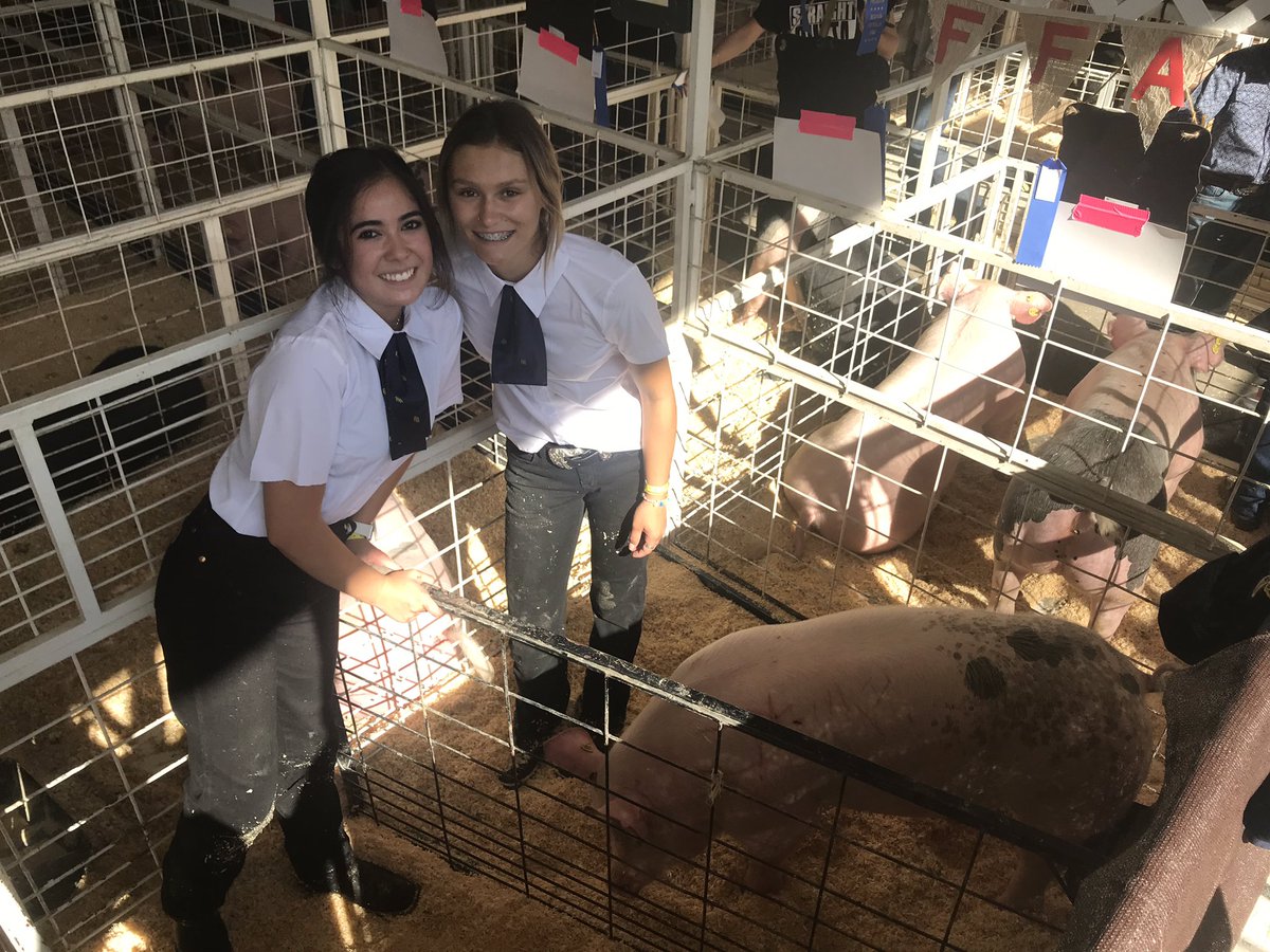 JRiggsRHS's tweet photo. Showing pigs at the Benton County Fair 🐷🐷!  #rhsteach #richlandffa #responsibilities https://t.co/VfABZYYo9C
