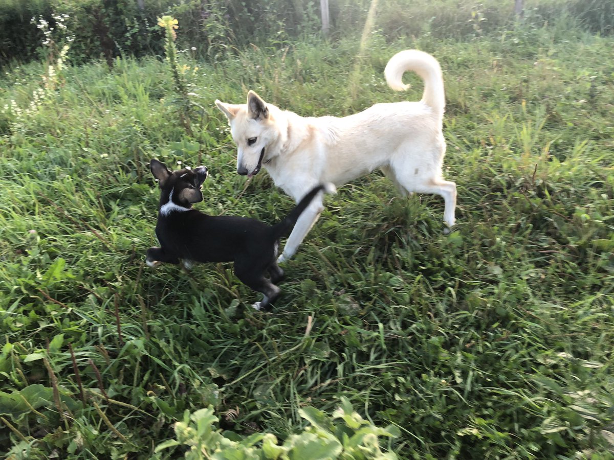 Puppy bounced. Refried bounced too.