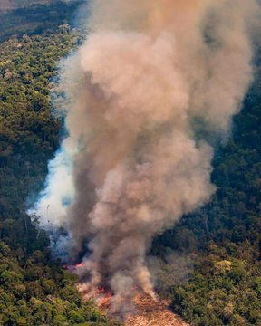 AFCyb3r's tweet photo. The lungs of the planet are on fire 
This is a global catastrophe

Amazonia produces 20% of the world's oxygen 

#PrayForAmazonia https://t.co/cb11xS9lGL