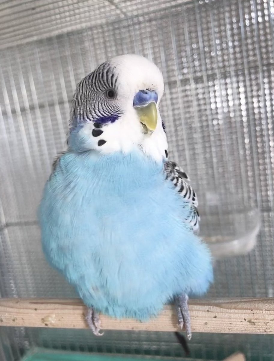 ち ユウギリインコ 鳴き声 インコ動画 哥天たん お迎え数日 たまに寂しそうに鳴くね 大丈夫 雅天がもう少しでユウギリ鳴きマスターするからね コザ鳴きの次は ユウギリ鳴き練習中の雅天くん 雅天はみんなの不安を取り除くことの出来るheroです