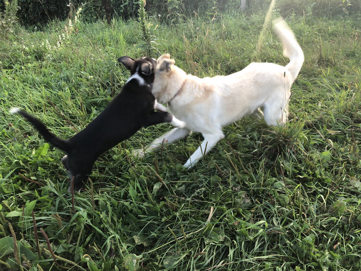 Puppy and Refried frolicked together.