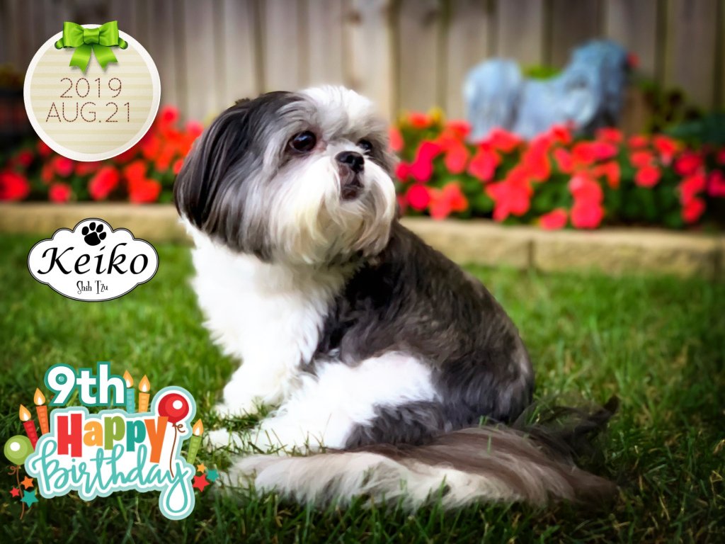 KeikoShihTzu's tweet photo. Happy 9th Birthday. https://t.co/R9Xs8U4F34 https://t.co/ZvEIsMMItc