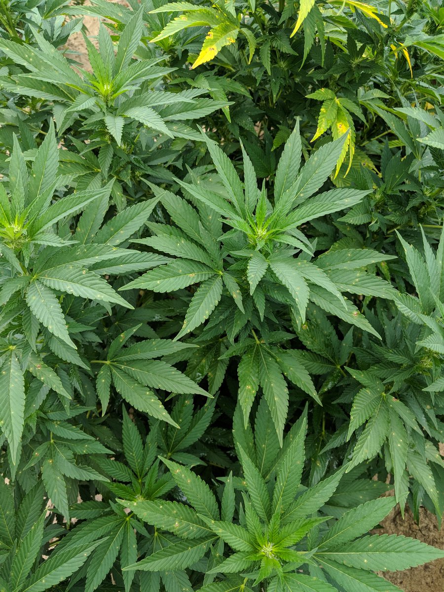 ThiessenLab's tweet photo. We scouted one of the NC State hemp variety trials to see what differences there are amongst varieties to Exserohilum leaf spot. There are certainly some that are much more susceptible! #StatisticsWillTell #NCHemp #NCAgriculture #LeafSpot @NCGrainTalk @NCOVT https://t.co/HD6kpCgaBs