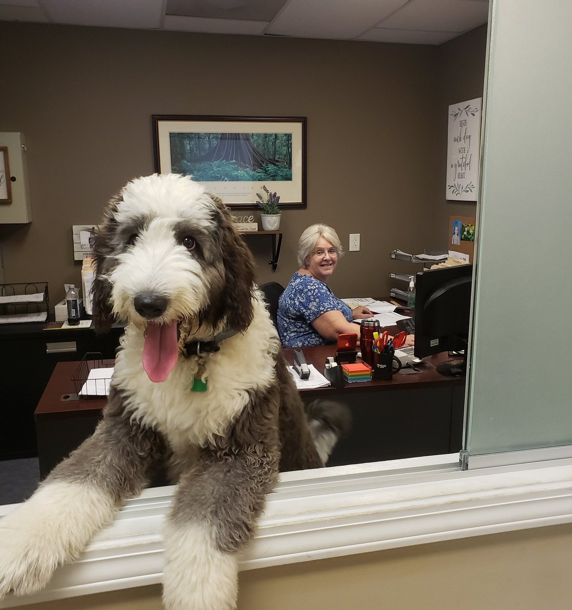 TSPTurf's tweet image. Meet Itty!! 🐶
She's keeping everybody on track at the office today while hanging out with Ruby in HR.
#dogsoftwitter #tspturf #sendmetoHR