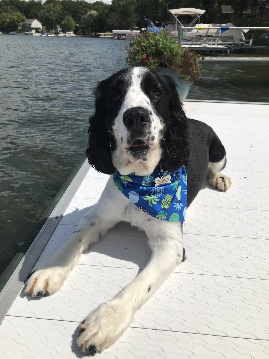 Thank you DEN and DTW Petsafe for taking such good care of my pup! Little man sure loves lake life and visiting my parents in Michigan! @bnogues @KGoretskiDTW @weareunited