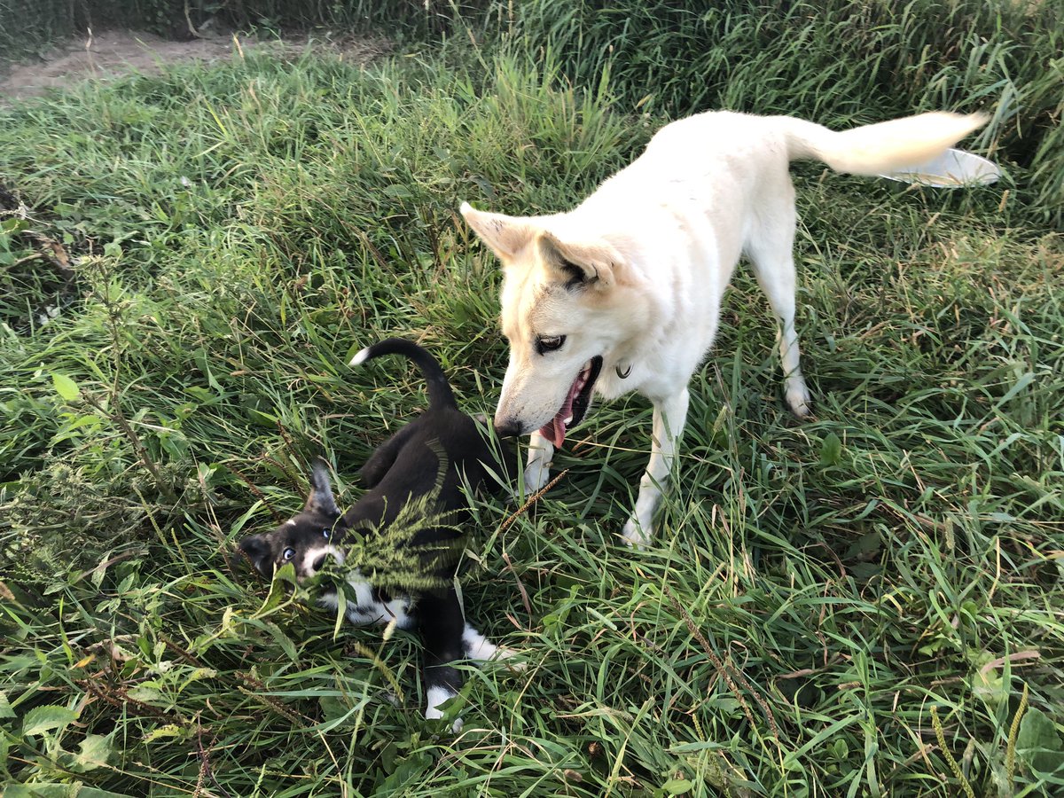 Puppy wanted to chew plants. Refried didn’t care! She wanted to hang out with puppy while puppy chewed plants.