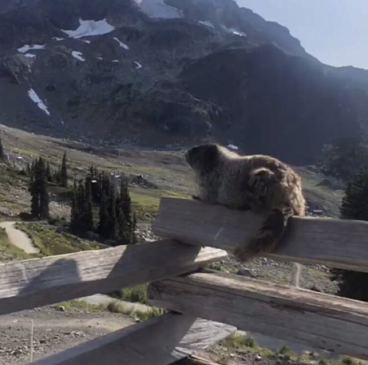 The marmots are having a good time... come for a tour to spread the stoke!
.
.
.
#mountainlifestyle
#mountainvibes
#mountainadventures
#exploremountains
#mountainsceenery
#intothemountains
#mountainlover
#mountainadventure
#takemetothemountains
#takemeoutside
#awesomeadventure