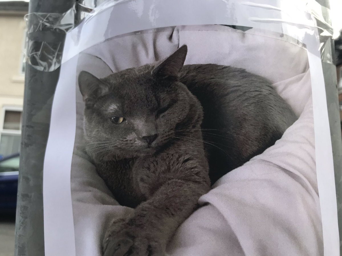 Have you seen this cat in the Ashbourne Road / Peel Street area? They may be trapped in your garage or shed.  Go on take a look you may make one very stressed cat owner very happy #lostcat #checkyourgarage #checkyourshed