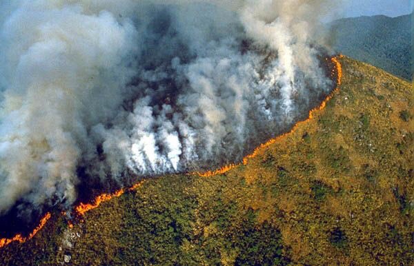 AestheticsJapan's tweet photo. The #AmazonRainforest is on fire! The Amazon makes up for 20% of the world's oxygen and 30% of species. Where is our governments when something like this happens? Please RT if you care about our Earth! https://t.co/HFYW06Fy6t