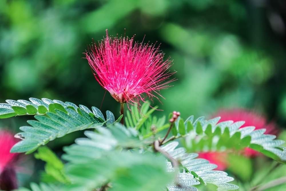 PGCLICK1's tweet photo. PGCLICK PHOTO OF THE DAY!!!
https://t.co/fHwpCsV6YE
photo by Prathmesh Musale
https://t.co/FIg7rHFLwm
#pgclick, #photooftheday,#photography, #landscape, #beauty, #flower,#Carthamus,#garden,#pink,#Canon EOS 80D https://t.co/T9sQdgnbOm