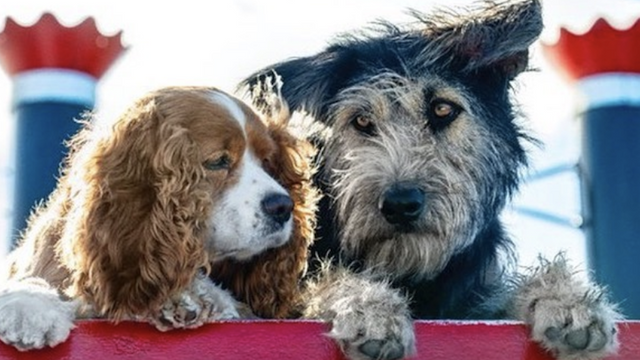 thehill's tweet photo. Arizona "shelter mutt" tapped as leading star in Disney's "Lady and the Tramp" remake https://t.co/OMWv9dUr7F https://t.co/u7LbIx7itC
