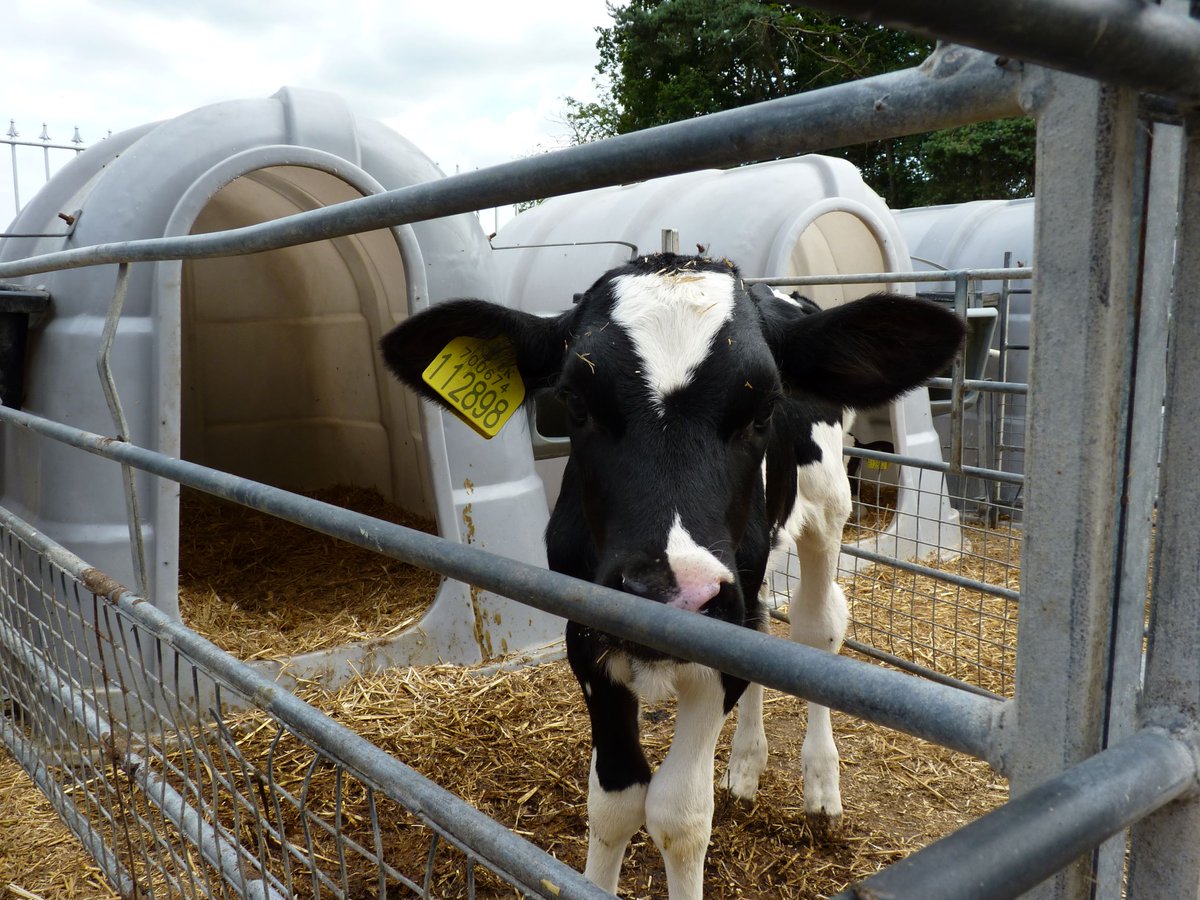 JustFarmersUK's tweet photo. #AFarmerADay Fraser milks thousands of cows in Mid Wales. His farm is what some would call a #megadairy & the cows are housed all year round. The system has many critics but Fraser believes it suits his land & the cows. FRASER'S STORY: https://t.co/es8AcUDLza #BBCFarmingFocus https://t.co/VF195B4qYu