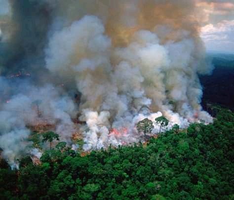 heyitsm07's tweet photo. Si se pudieron recaudar 280 millones de euros para reconstruir Notre Dame que fue "tragedia mundial" 
Creo que sí se puede salvar los pulmones de nuestro planeta
Que si recordamos es el único el que podemos vivir
#PrayForTheAmazon
#ARMYHELPTHEPLANET https://t.co/VIyIhUTQim
