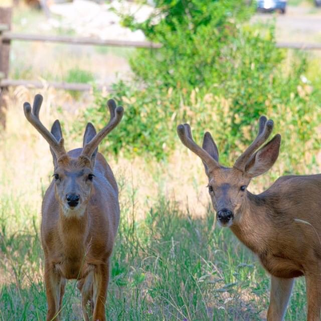 OkanoganCountry's tweet photo. #WildlifeWednesday Two of a kind.👯
Thanks Jerry Cole for capturing these two.
#muledeer #okanogancountry #twispwa https://t.co/Ttu3L8rtev