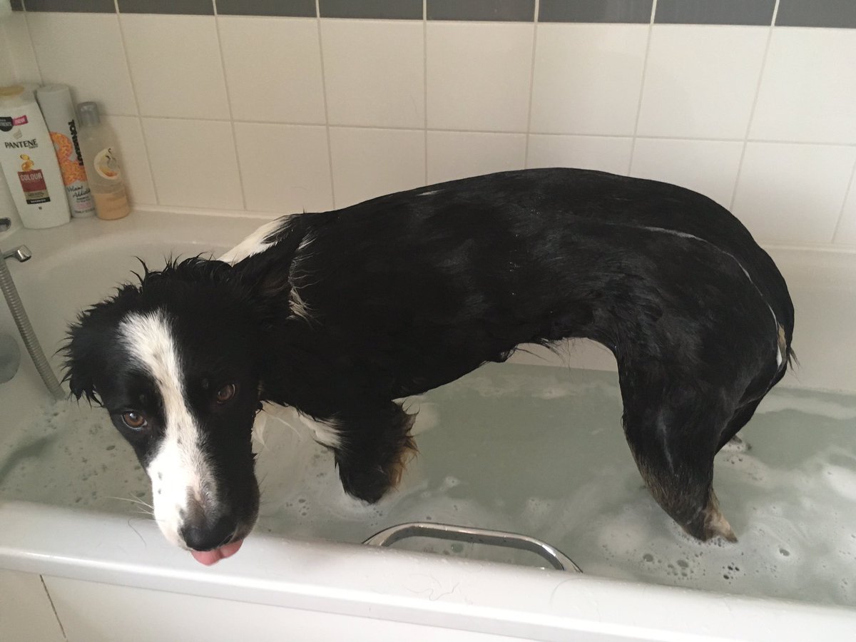 MarishkaMistry's tweet photo. @BCTGB @NationsBCollies @DT_WestCalder @DogsTrust Wez been baffed!!....Mummy says wez haff a adventure dis weekend....why do wez need baff fur it foo? Pffft no fair!
πΎππΏπ¦ππΎ
#DogsTrustFunDay #Livingston #BorderCollies https://t.co/lsPUU1LMbj