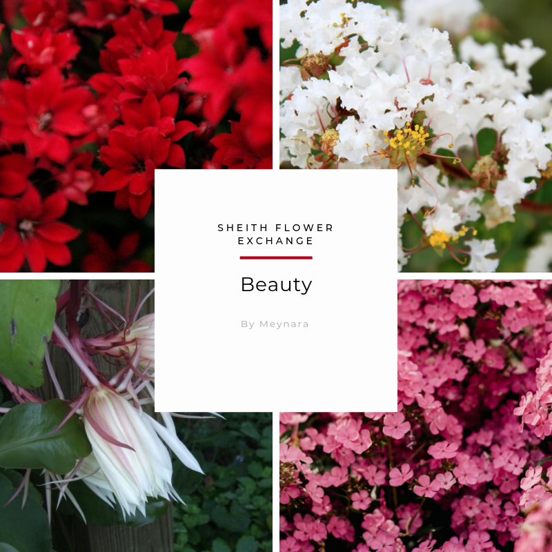 meynarad's tweet photo. Beauty -- Rated M -- 3k

A post-canon, non-epilogue compliant fanfic detailing Shiro and Keith getting together and the immediate aftermath.

https://t.co/zBIgystVob https://t.co/wF4P4Z45Ev