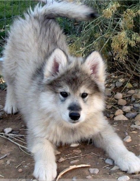 I’ve been nonstop looking for a house and a lowcontent wolf dog for my dogs and I. Our own Nanook!