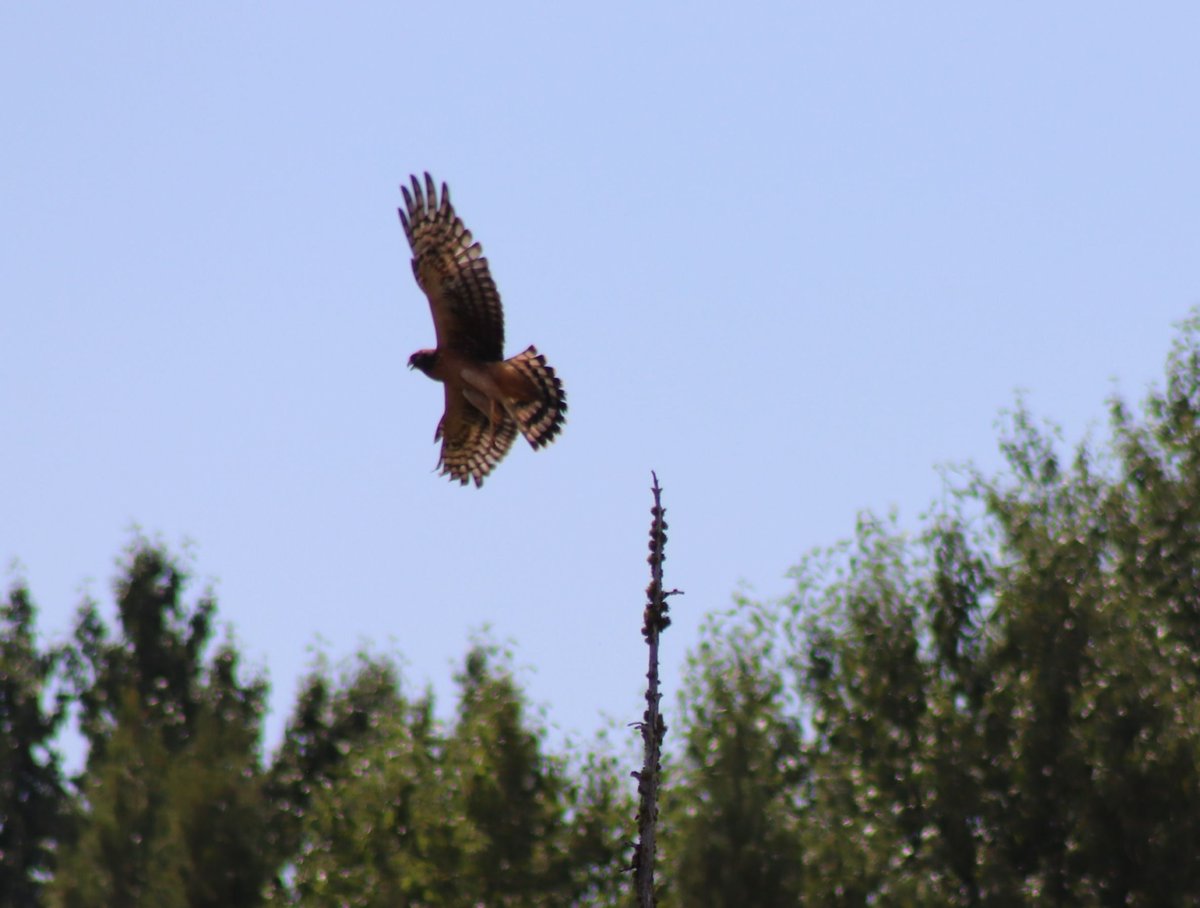 208_Surveys's tweet photo. While at Lake Fork, ID, Kerry caught this stunning shot of a hawk taking flight.
#landsurvey
#accuratesurvey

https://t.co/oNfzMXD2UF https://t.co/rqHTN1QnFg