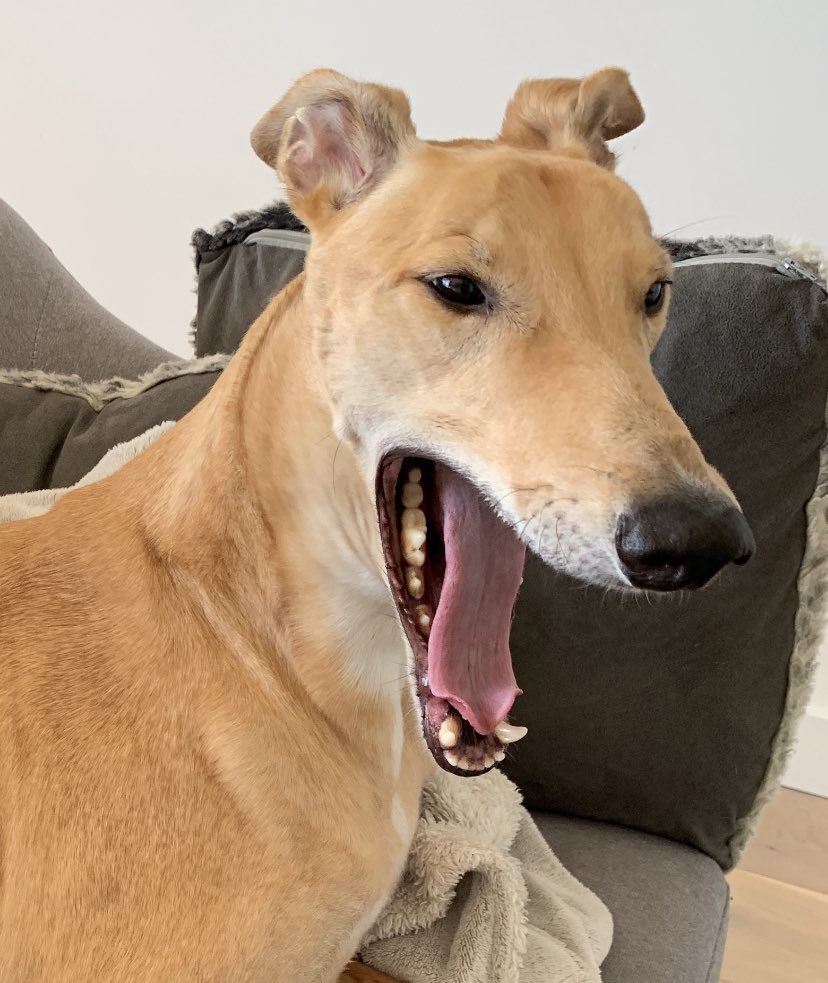 My dogs face when he finds diamond