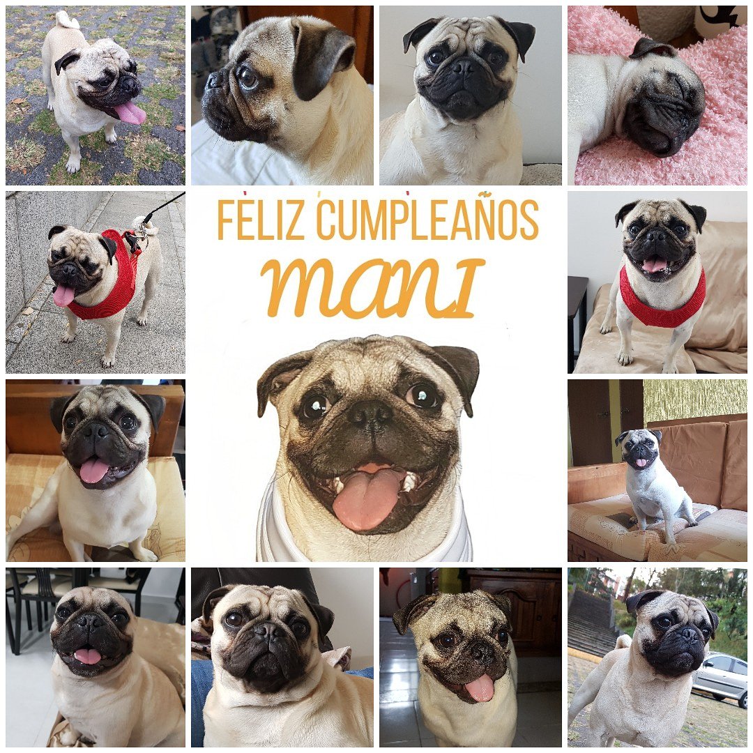 ManiPistachePug's tweet photo. Hoy es mi cumple 🎊🎉🎊🎉🎊🎉🎊🎉
#Puglove #Puglife #Pugs #Pug #PugsFan #pugsoftwitter #pugsofinstagram #pugsnotdrugs #MEMES #lomitos #momazos #PERROS https://t.co/0X18ycoiW7